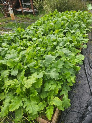 이명희님의 기타작물 · 영농일지 작성글 사진