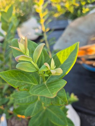 박영희님의 블루베리 · 영농일지 작성글 사진