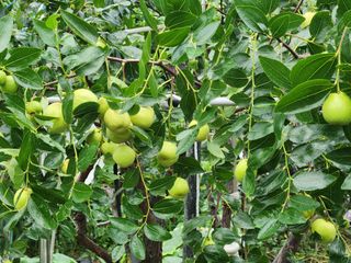 내 사랑색소폰님의 기타작물 · 영농일지 작성글 사진