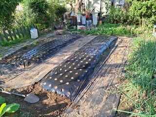 헤이쥬회원님의 마늘 · 영농일지 작성글 사진