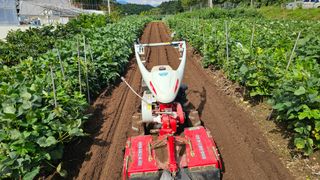 염봉섭님의 마늘 · 영농일지 작성글 사진