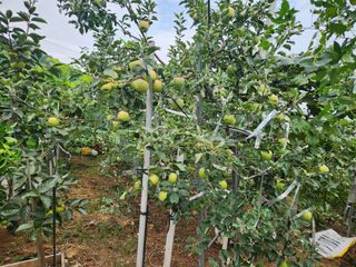 내 사랑색소폰님의 기타작물 · 영농일지 작성글 사진