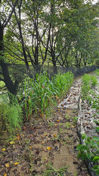 이지은님의 들깨 · 영농일지 작성글 사진