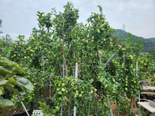 내 사랑색소폰님의 기타작물 · 영농일지 작성글 사진