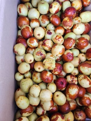 김영숙님의 기타작물 · 영농일지 작성글 사진