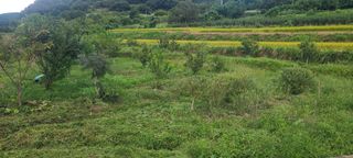 정응화님의 기타작물 · 영농일지 작성글 사진