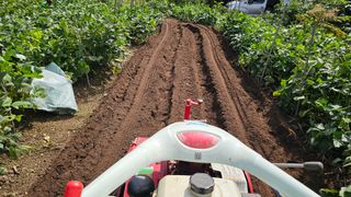 염봉섭님의 마늘 · 영농일지 작성글 사진