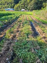 팜모닝 기타작물·영농일지 게시글 이미지