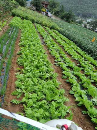 이상응님의 배추 · 영농일지 작성글 사진