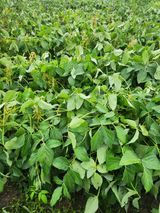 팜모닝 기타작물·영농일지 게시글 이미지