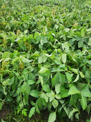 새싹농장님의 기타작물 · 영농일지 작성글 사진