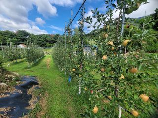 날씨가 흐려 방제가님의 사과 · 영농일지 작성글 사진