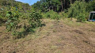 염봉섭님의 기타작물 · 영농일지 작성글 사진