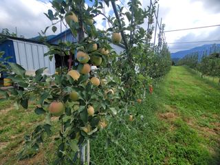 날씨가 흐려 방제가님의 사과 · 영농일지 작성글 사진