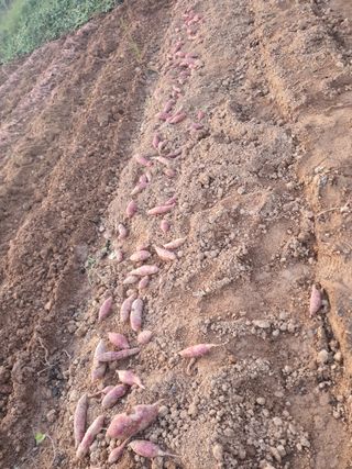 전주이상권님의 고구마 · 영농일지 작성글 사진