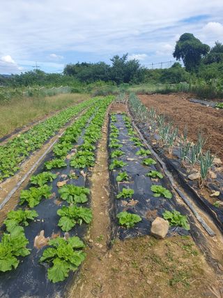 양파12861님의 배추 · 영농일지 작성글 사진