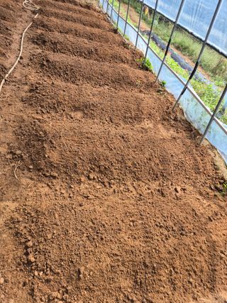 호랑이별님의 기타작물 · 영농일지 작성글 사진