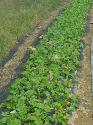 양파12861님의 배추 · 영농일지 작성글 사진