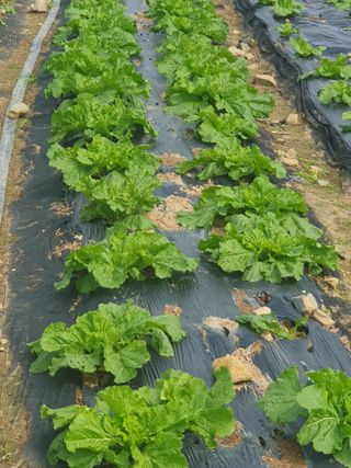 양파12861님의 배추 · 영농일지 작성글 사진