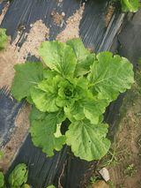 팜모닝 배추·영농일지 게시글 이미지