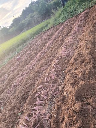 전주이상권님의 고구마 · 영농일지 작성글 사진