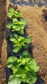 팜모닝 배추·영농일지 게시글 이미지