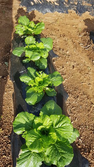 써니님의 배추 · 영농일지 작성글 사진