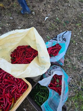 뚜벅이님의 기타작물 · 영농일지 작성글 사진