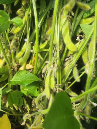 새싹농장님의 기타작물 · 영농일지 작성글 사진