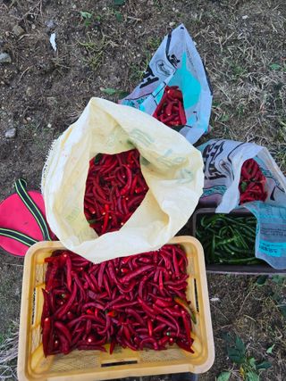 뚜벅이님의 기타작물 · 영농일지 작성글 사진