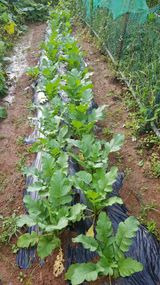 팜모닝 기타작물·영농일지 게시글 이미지