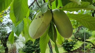 아침농원님의 기타작물 · 영농일지 작성글 사진