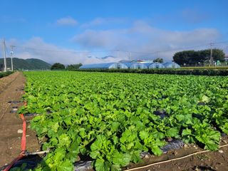 이태창님의 기타작물 · 영농일지 작성글 사진
