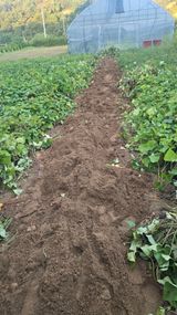 팜모닝 기타작물·영농일지 게시글 이미지