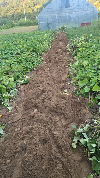 전영순님의 기타작물 · 영농일지 작성글 사진