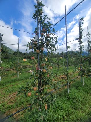 날씨가 흐려 방제가님의 사과 · 영농일지 작성글 사진