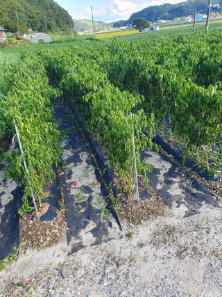 남기탁 님의 배추 · 영농일지 작성글 사진