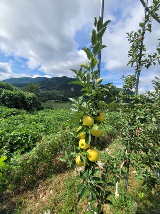 날씨가 흐려 방제가님의 사과 · 영농일지 작성글 사진