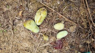 아침농원님의 기타작물 · 영농일지 작성글 사진