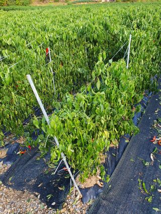 남기탁 님의 배추 · 영농일지 작성글 사진