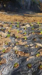 팜모닝 파·영농일지 게시글 이미지