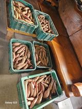 팜모닝 고구마·영농일지 게시글 이미지