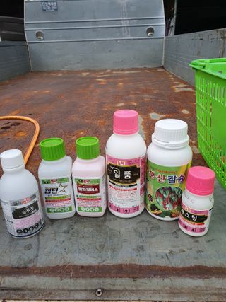 남기탁 님의 배추 · 영농일지 작성글 사진