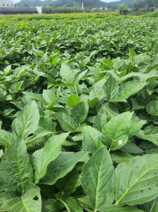 새싹농장님의 기타작물 · 영농일지 작성글 사진