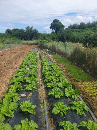 양파12861님의 배추 · 영농일지 작성글 사진