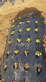 팜모닝 기타작물·영농일지 게시글 이미지