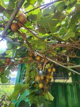 팜모닝 기타작물·영농일지 게시글 이미지