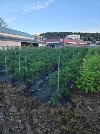 뚜벅이님의 기타작물 · 영농일지 작성글 사진