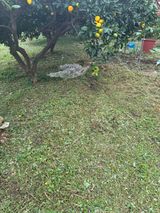 팜모닝 기타작물·영농일지 게시글 이미지