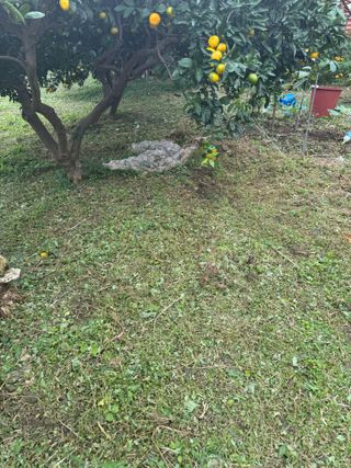 장기범님의 기타작물 · 영농일지 작성글 사진